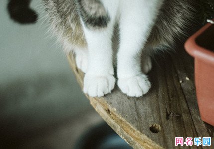 让人一眼就喜欢的网名60个